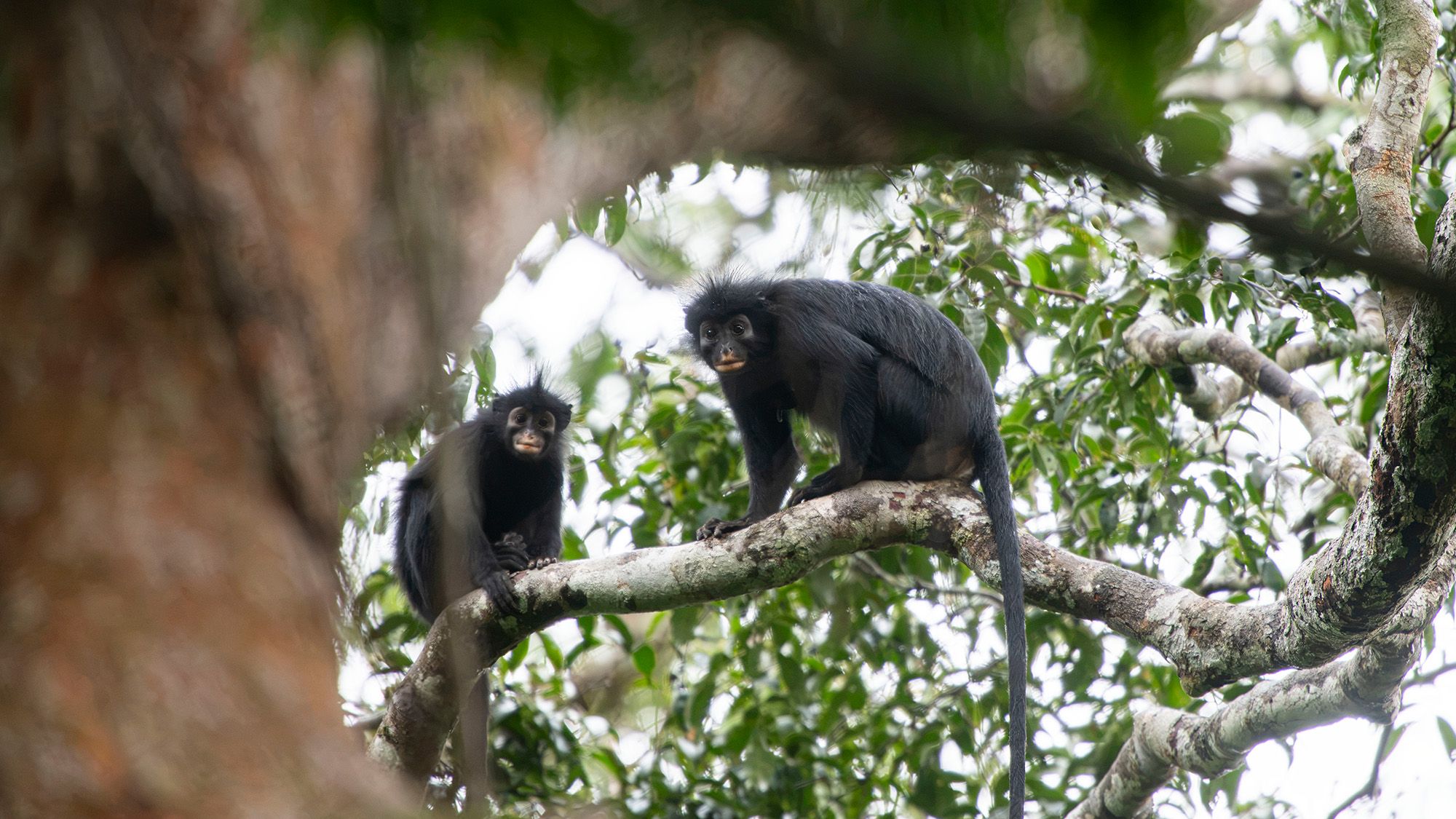 New Species Alert! Orange-Lipped Monkey Discovered in Congo Rainforest | Colobus congoensis (2026)