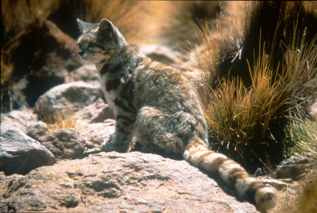 41 hq pictures andean mountain cat habitat