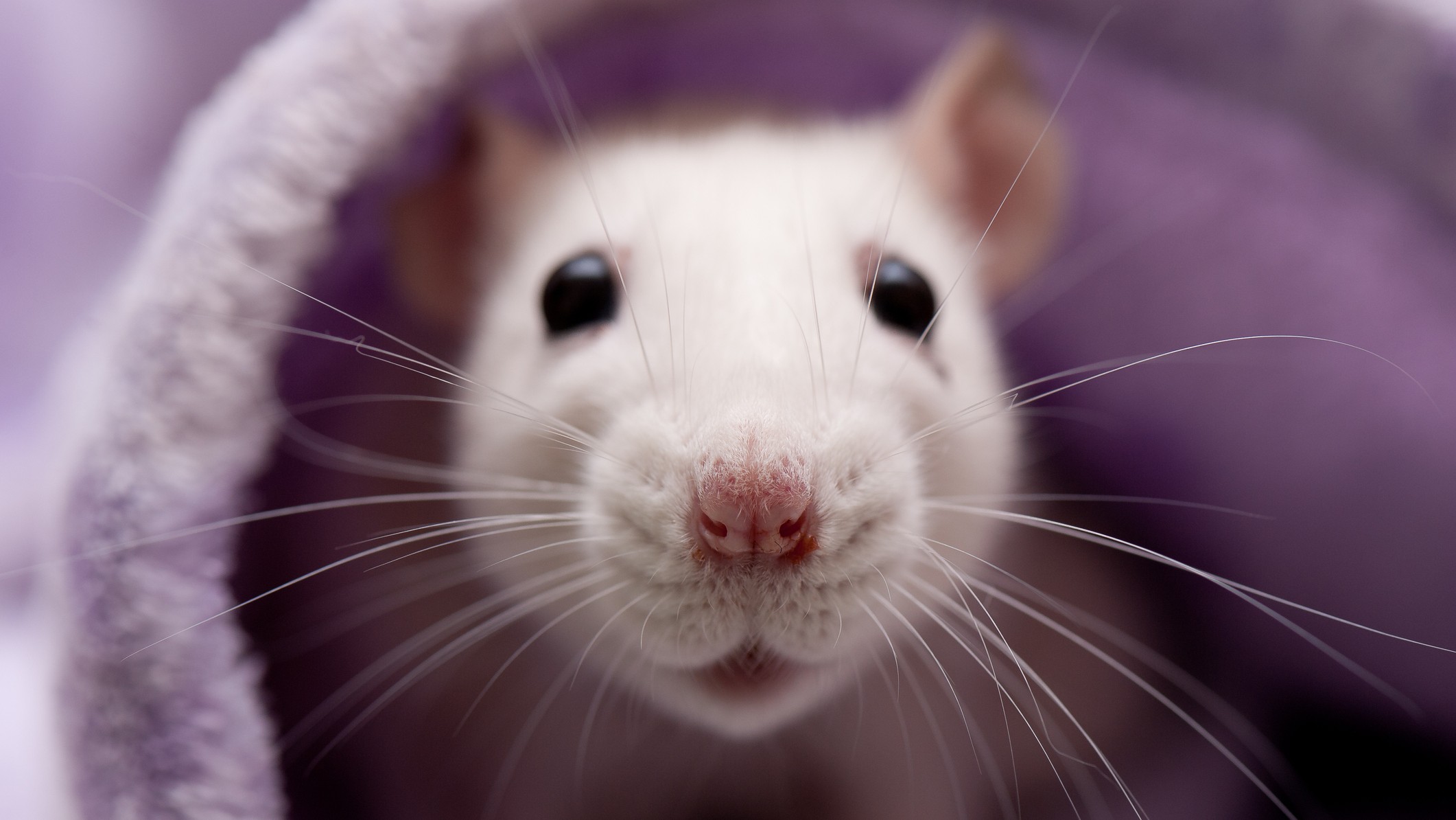Wild baby rats