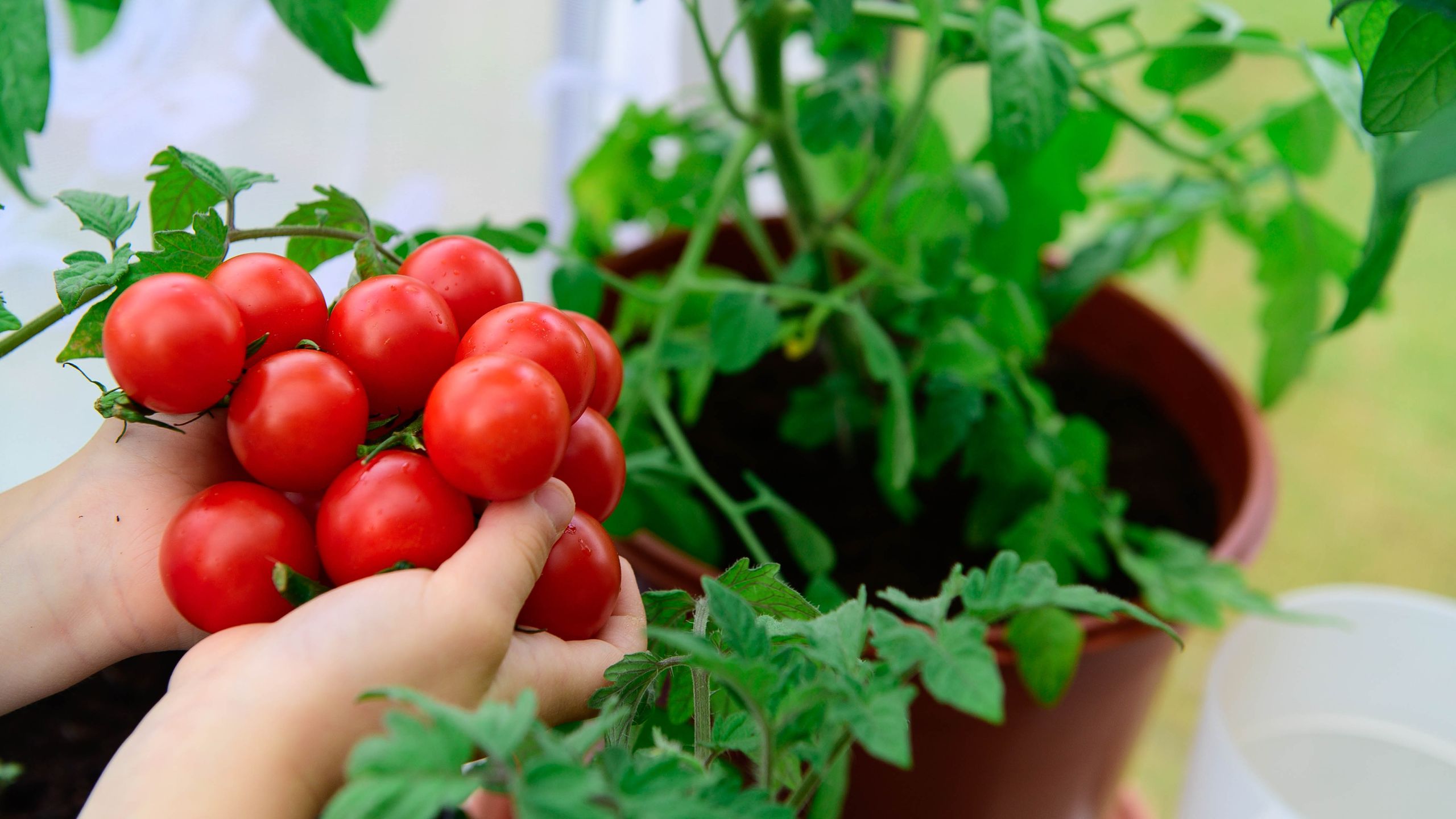 Zero-Waste Gardening Hack: Fish Scraps for Healthy Tomato Plants (2026)