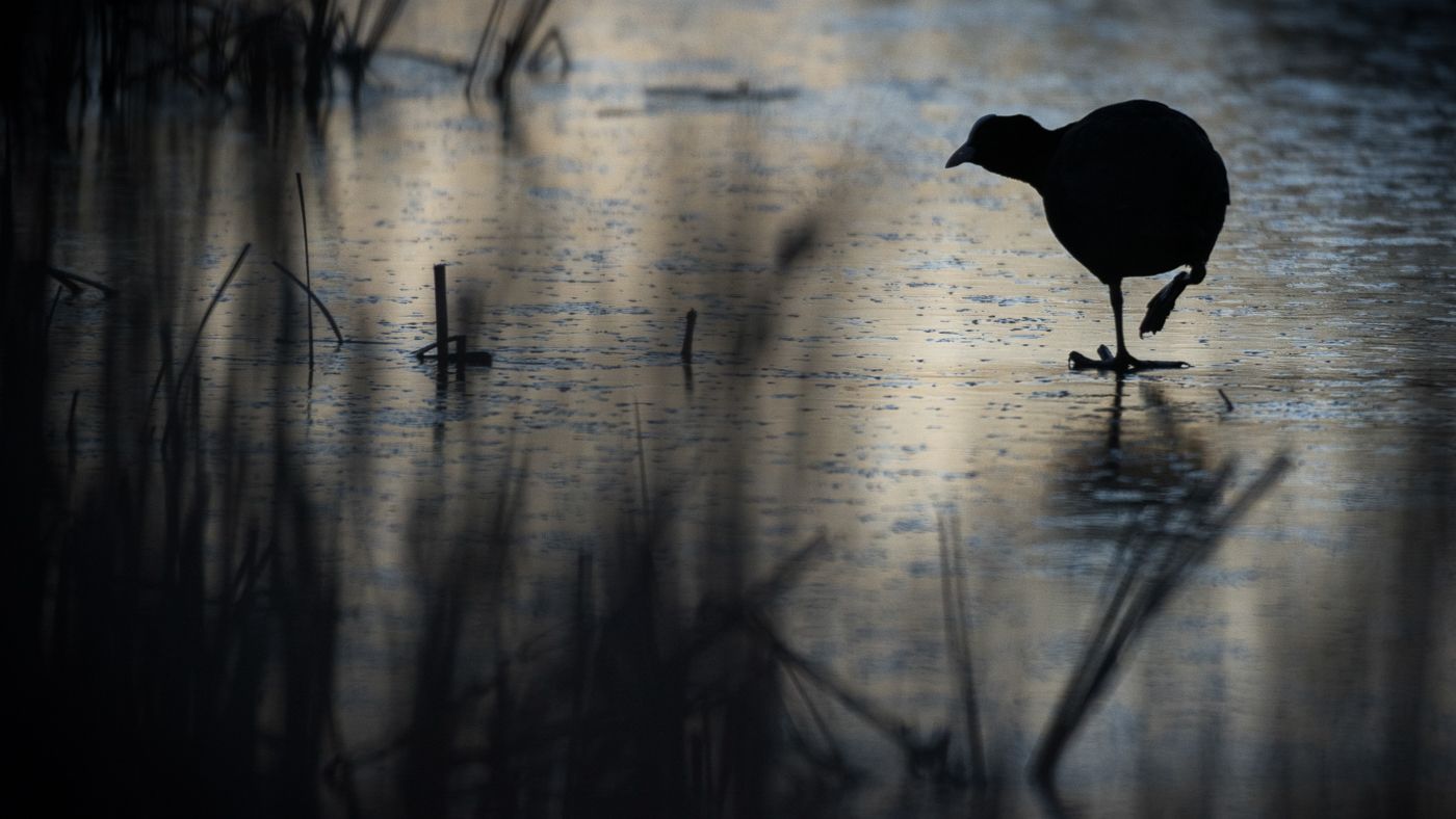 30 Years of Nature Photography: Robert Canis' Stunning Patience (2026)