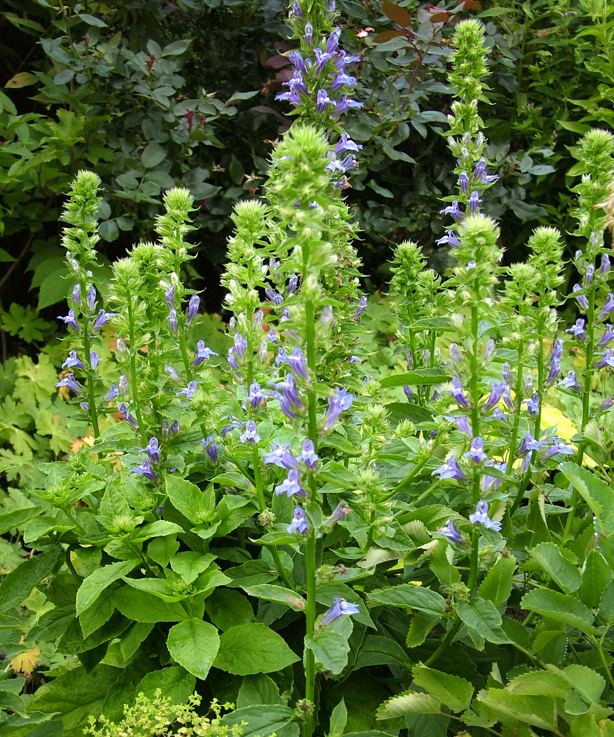 Grow native blue cardinal flowers to attract pollinators