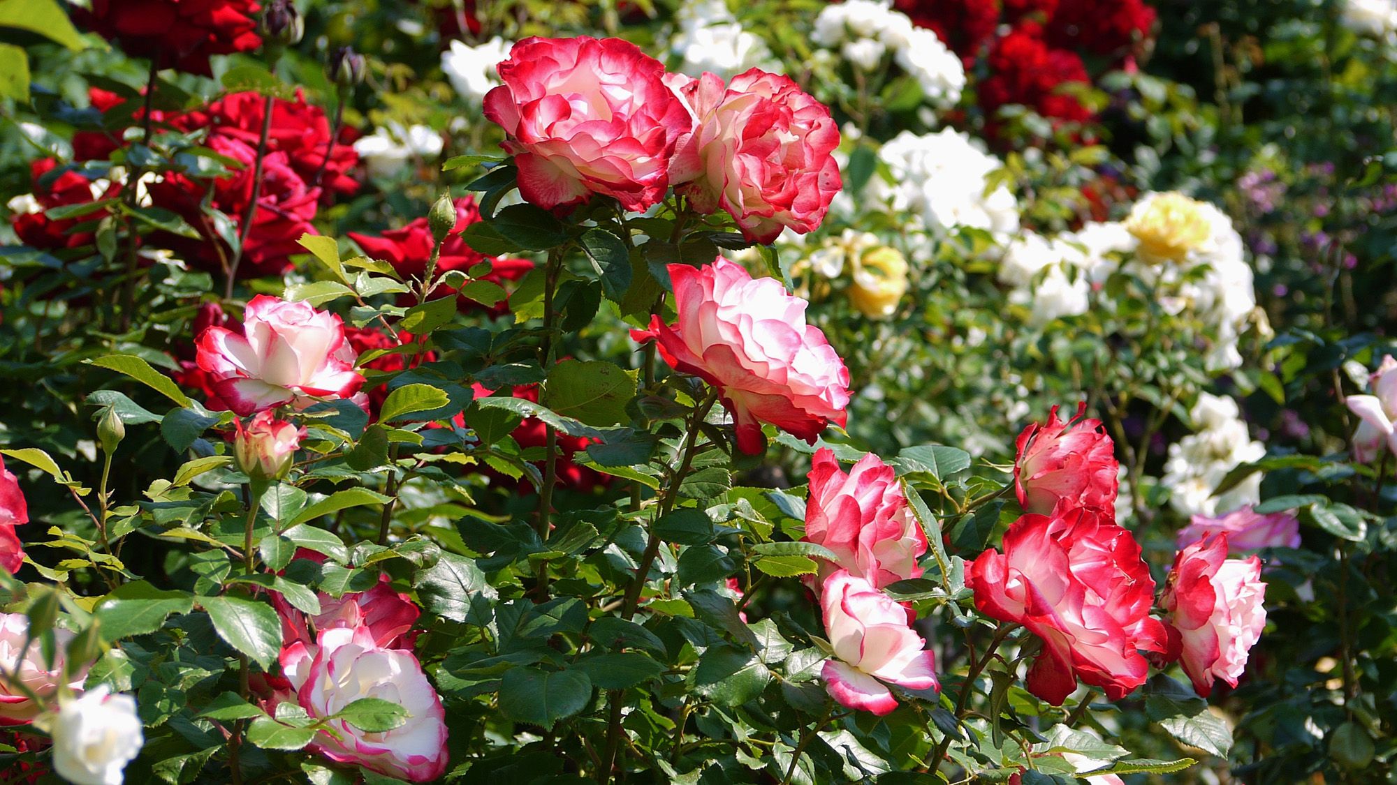 How to Grow Perfect Roses This Summer: 7 Expert Tips for Beginners (2026)