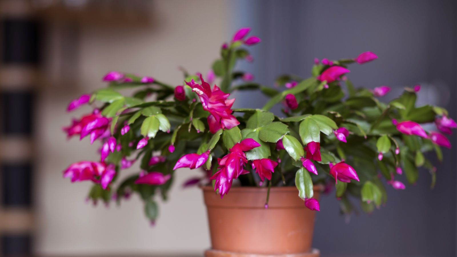 August Care Tips for a Stunning Christmas Cactus Bloom in 2026! (2026)
