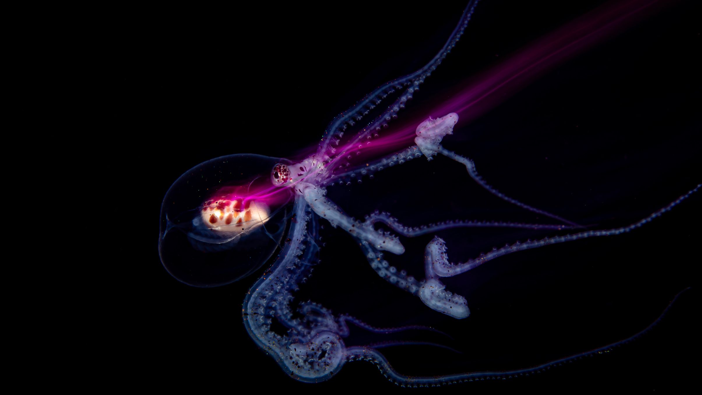 14-Year-Old Underwater Photographer Wins Big! | Dwellers of the Night | Hasselblad Masters 2026 (2026)