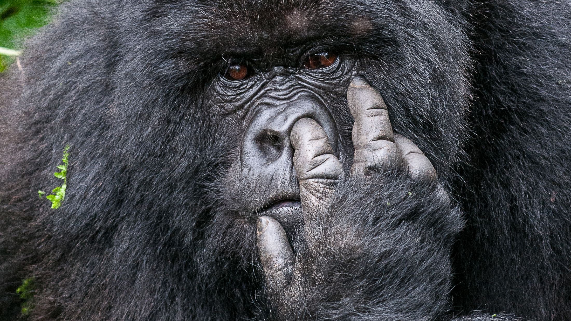 Nikon Comedy Wildlife Awards: Immerse Yourself in Hilarious Wildlife Photos (2026)