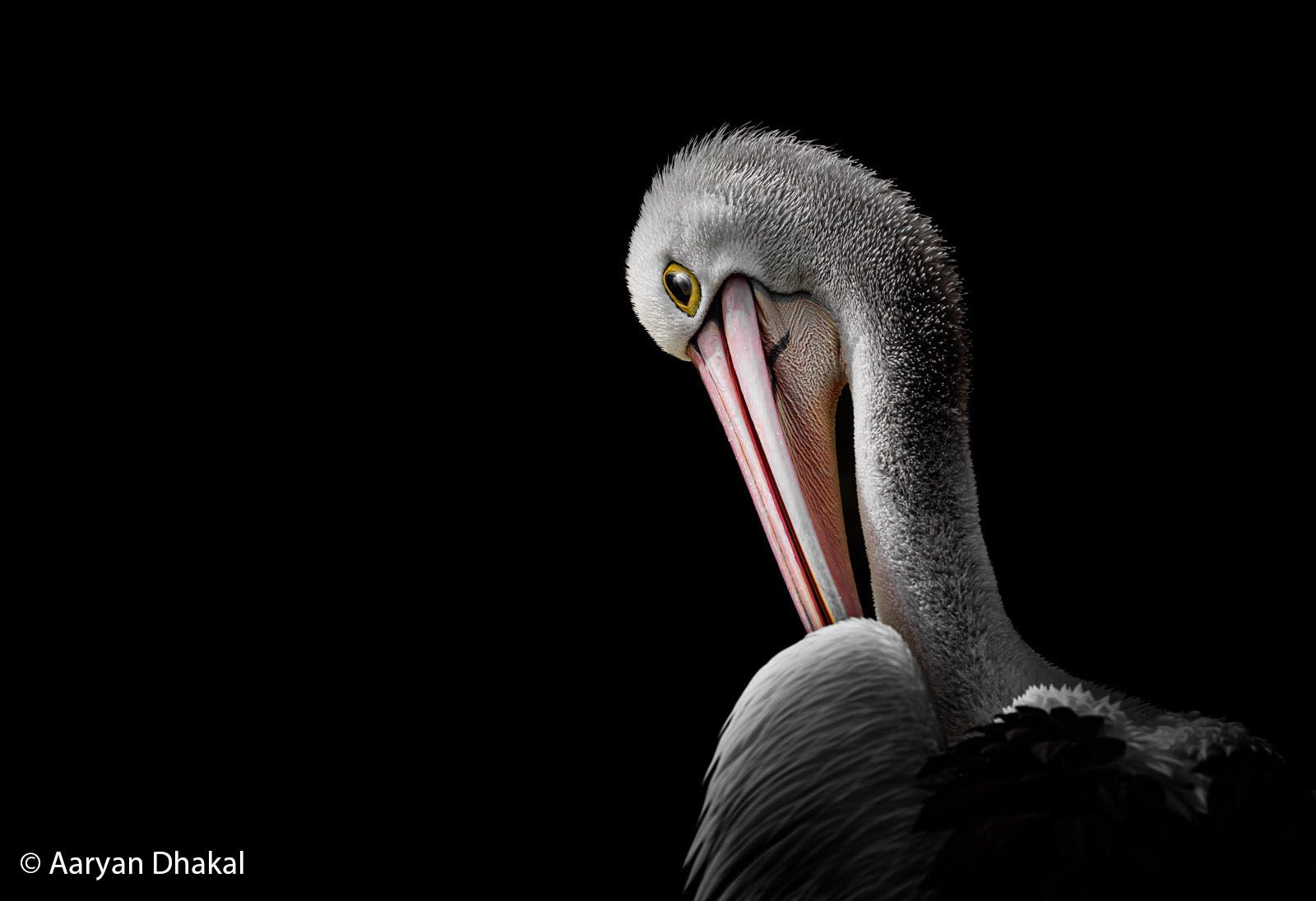 Unveiling the Finalists: Australian Geographic Nature Photographer of the Year 2026 (2026)