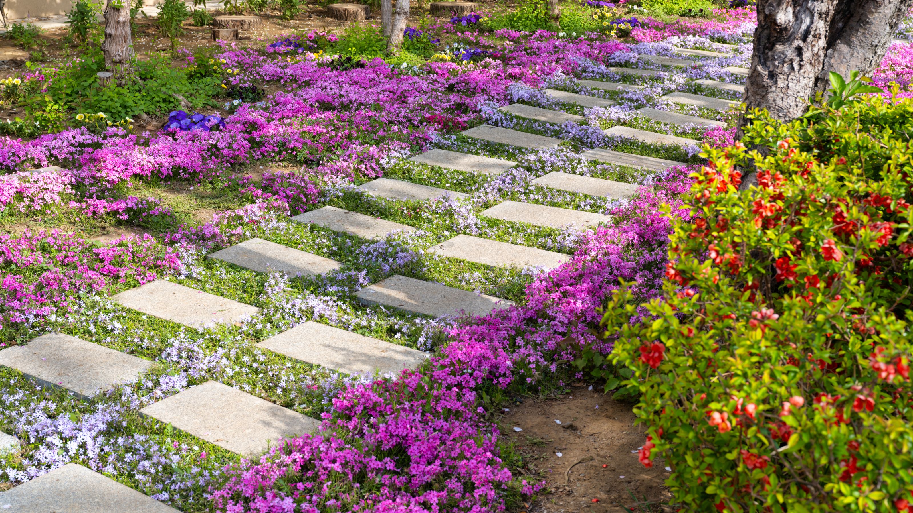 How to grow a creeping thyme lawn in five simple steps How to grow a creeping thyme lawn in five simple steps