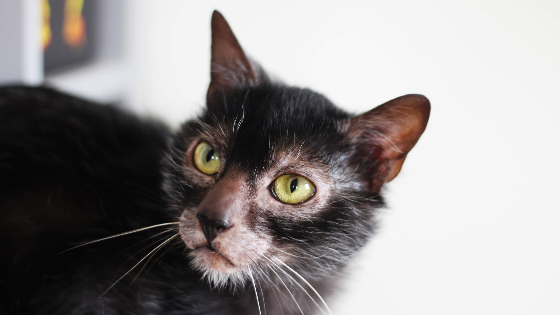 What is a werewolf cat?