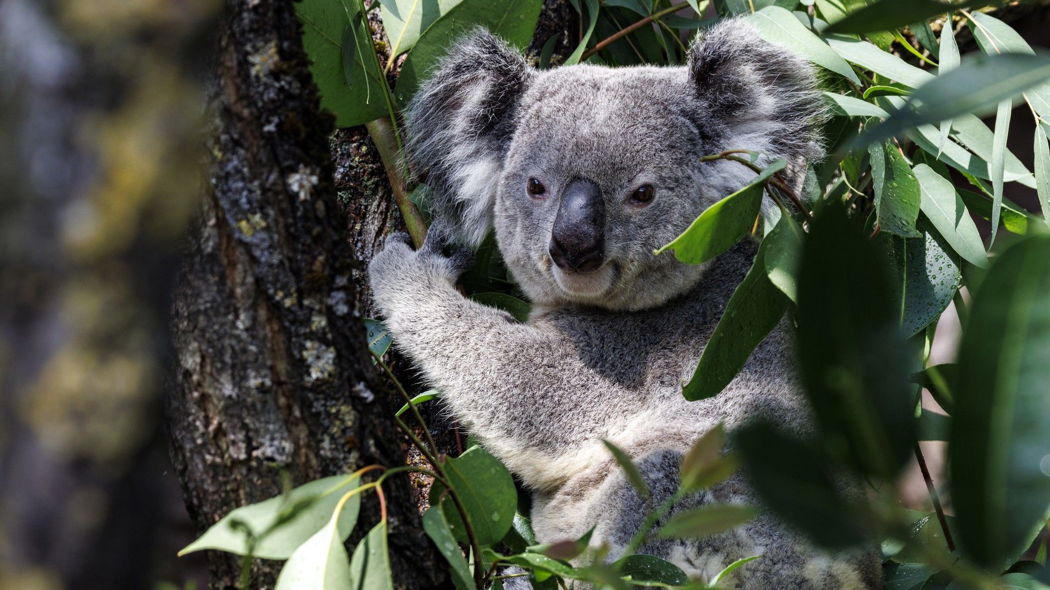 Koala Conservation: How Scientists Are Preserving Genetic Diversity with Frozen Eggs and Sperm (2026)