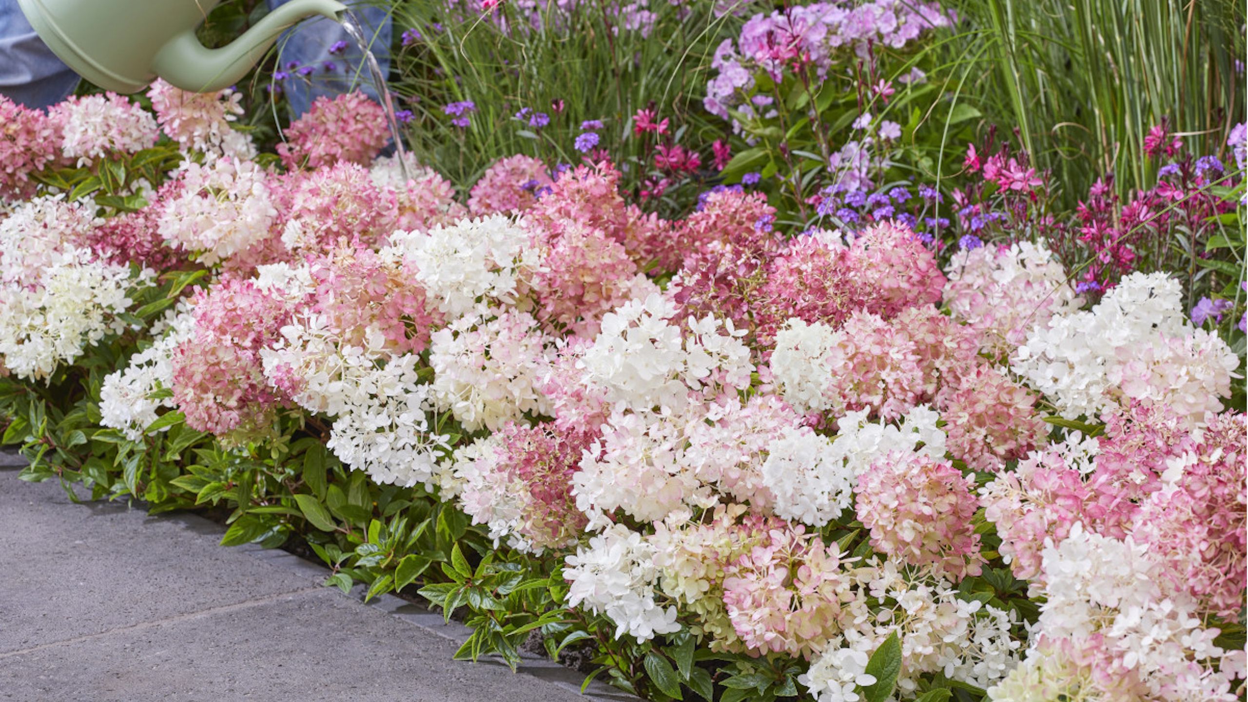 Discover the Newest Hydrangea Trend: Groundbreaker Hydrangeas (2026)