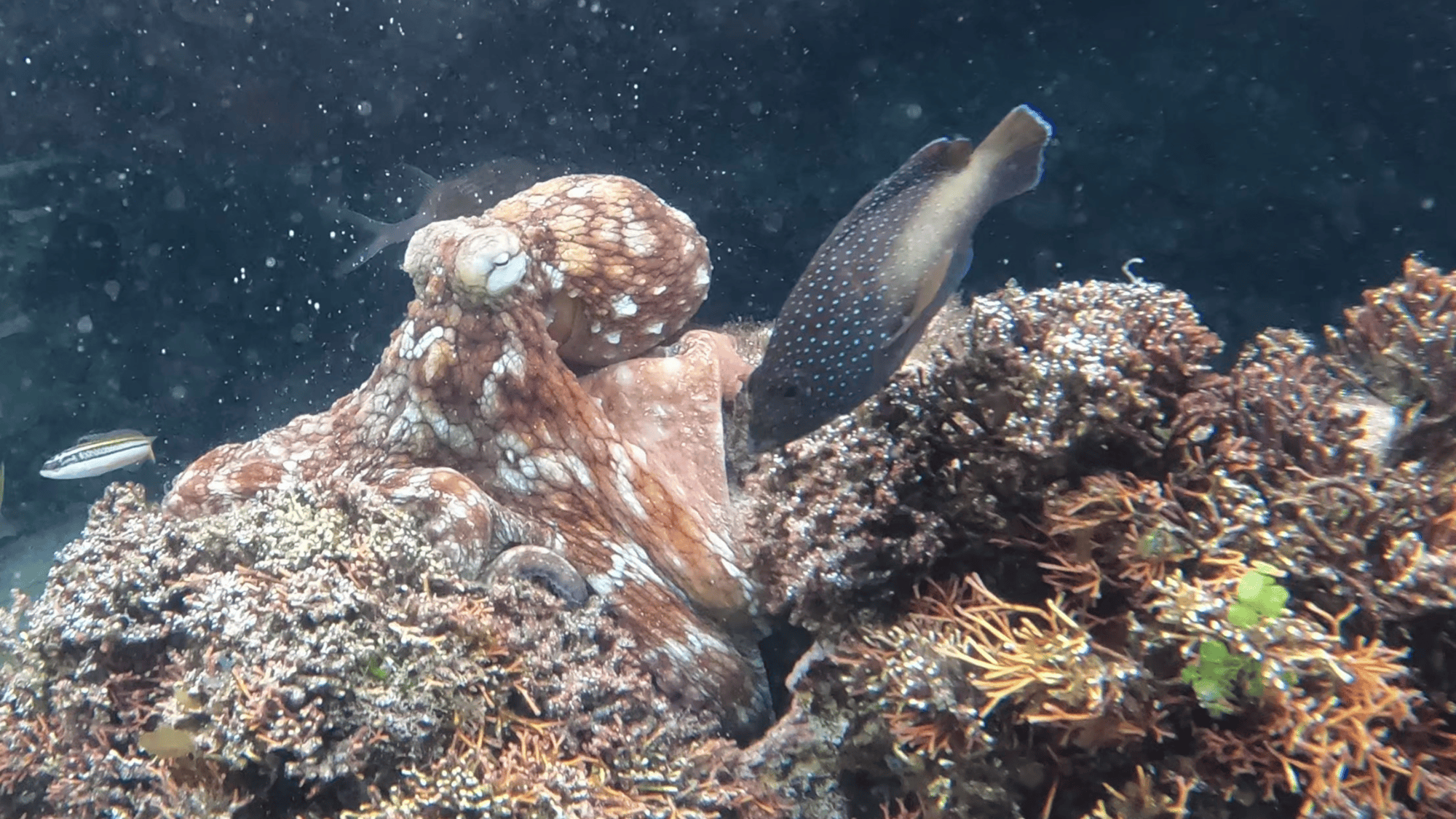 Octopus Fight Club: When Octopuses Slap Back (2026)