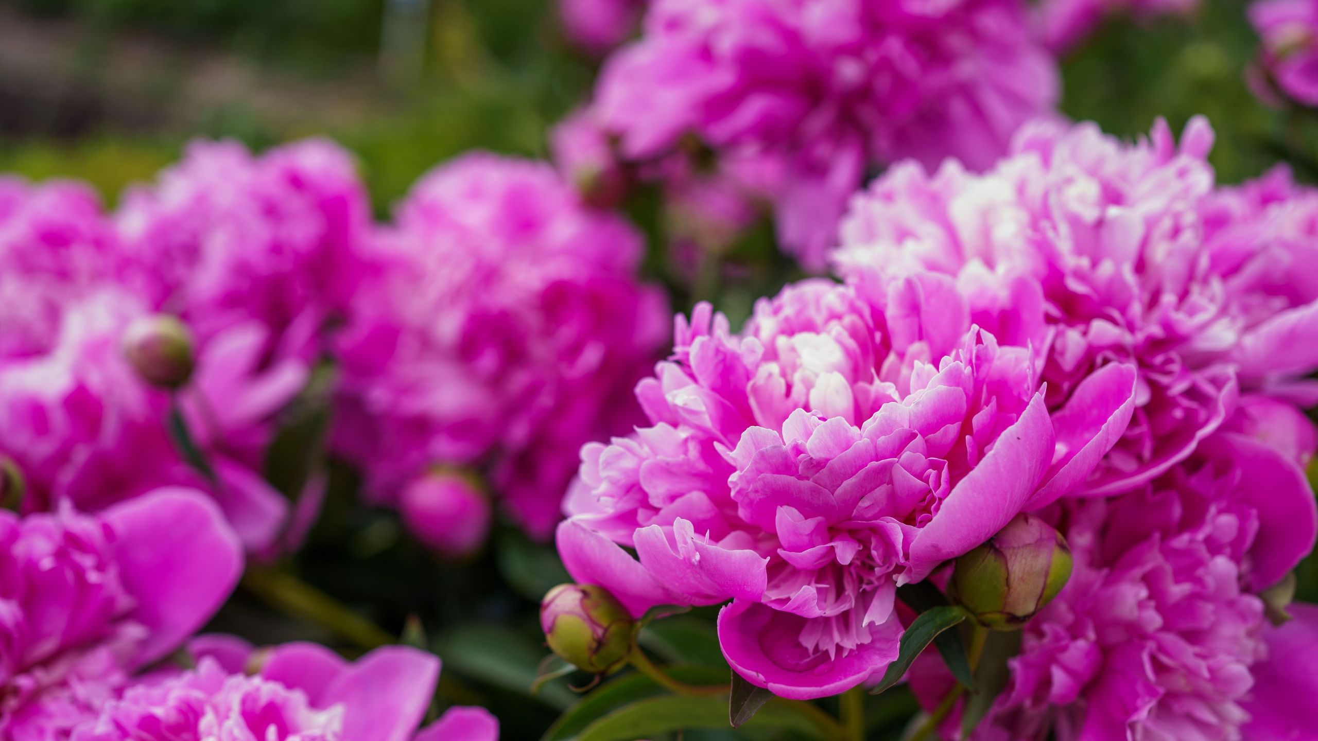 Fertilising Peonies in April: Expert Tips for Bigger Blooms (2026)