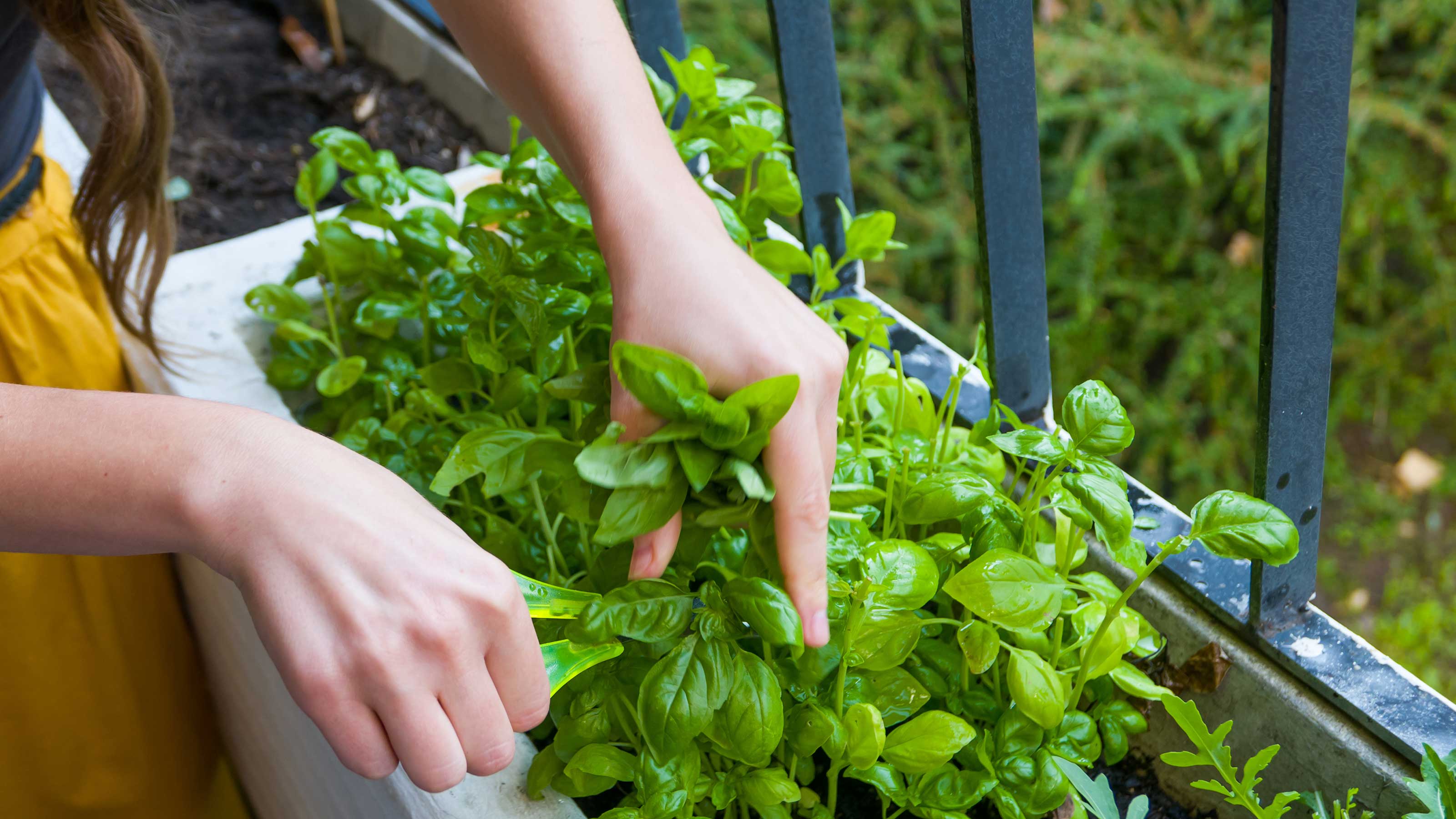 How to harvest basil so it keeps growing
