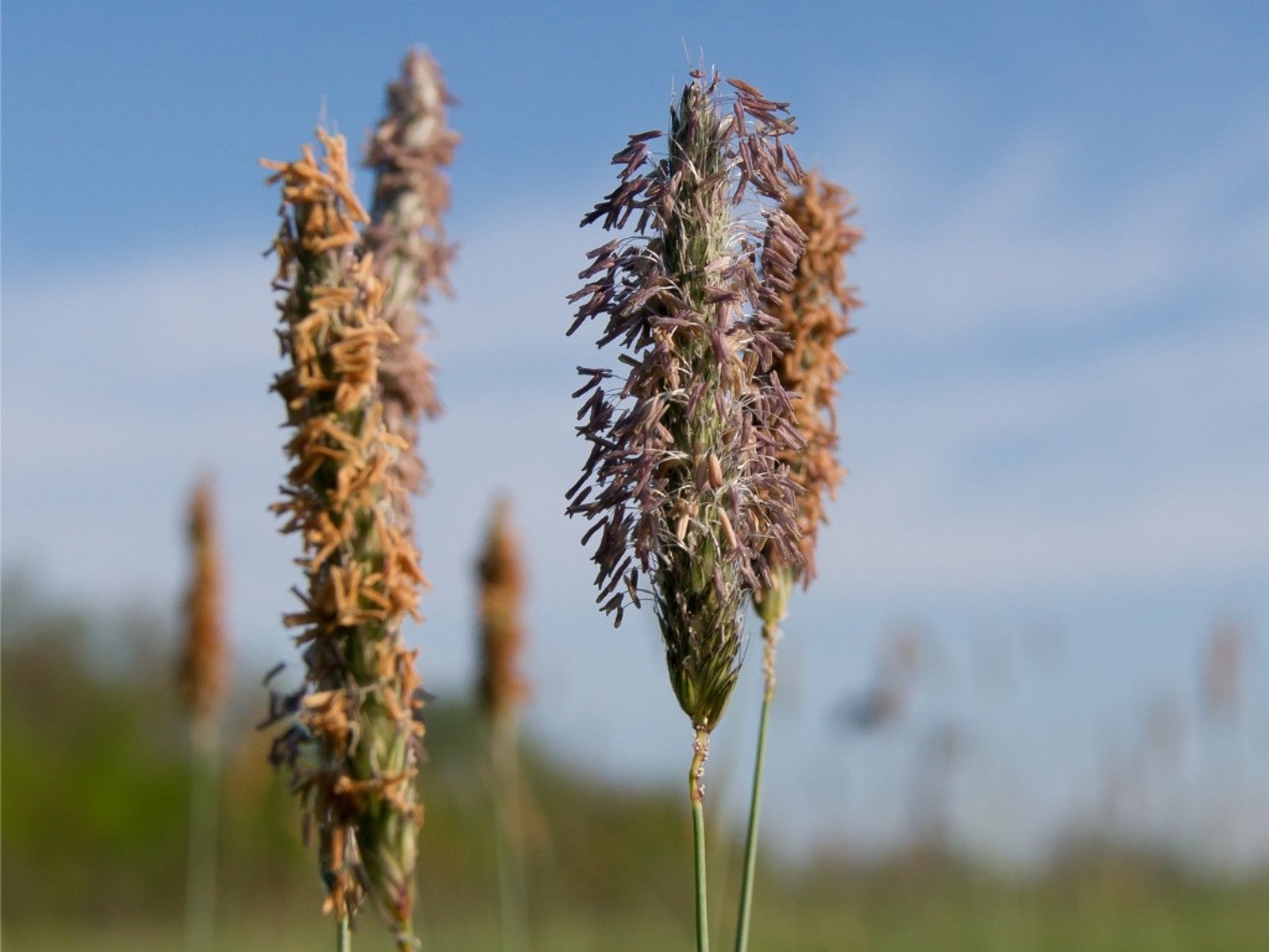 Timothy grass hay