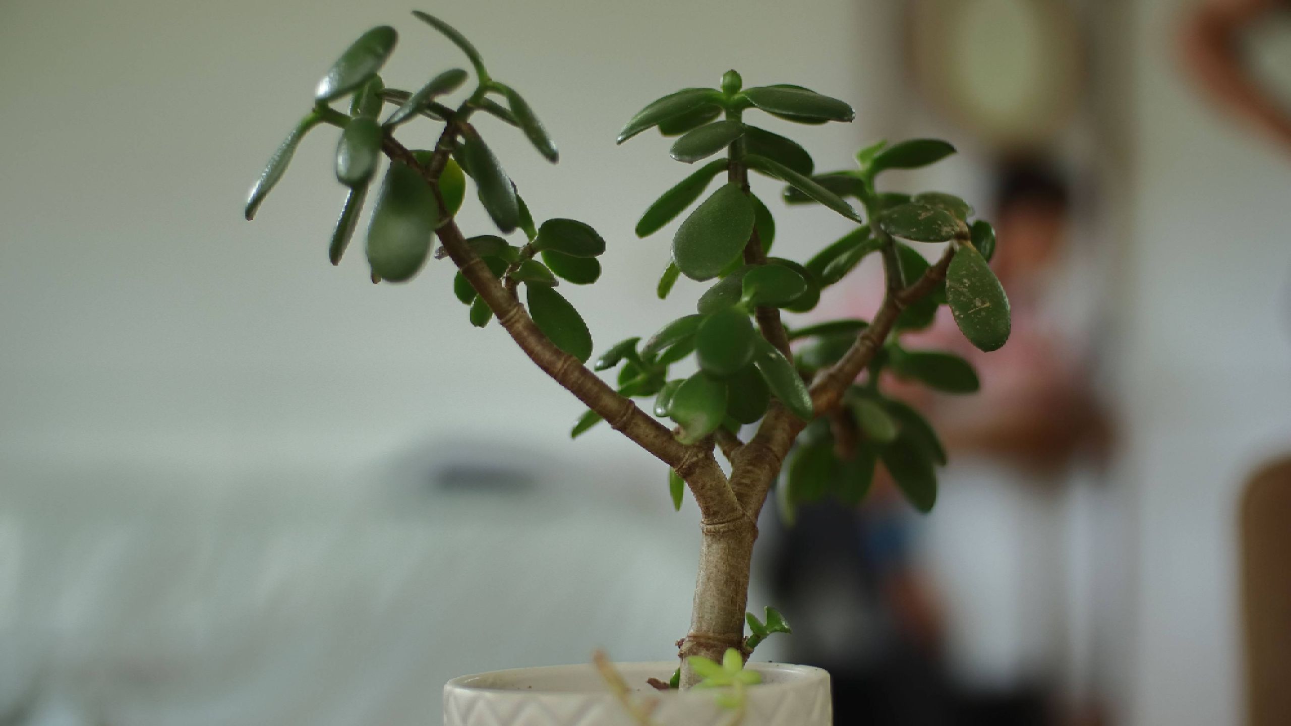 Why is My Jade Plant Dropping Leaves? | Summer Care Tips (2026)