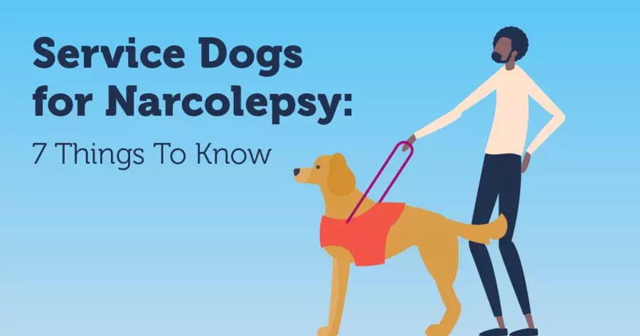 How to Train a Dog to Retrieve Specific Items: Easy Tips