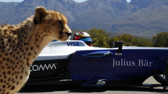 Video Formula E Race Car Has Drag Race With Cheetah Fox