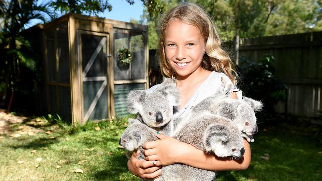 What a weird way to present the interview, where the article doesn't match the headline. What our koalas need for Christmas | Townsville Bulletin
