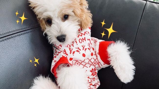 Cotton On Has Matching Christmas Outfits For You And Your Dog