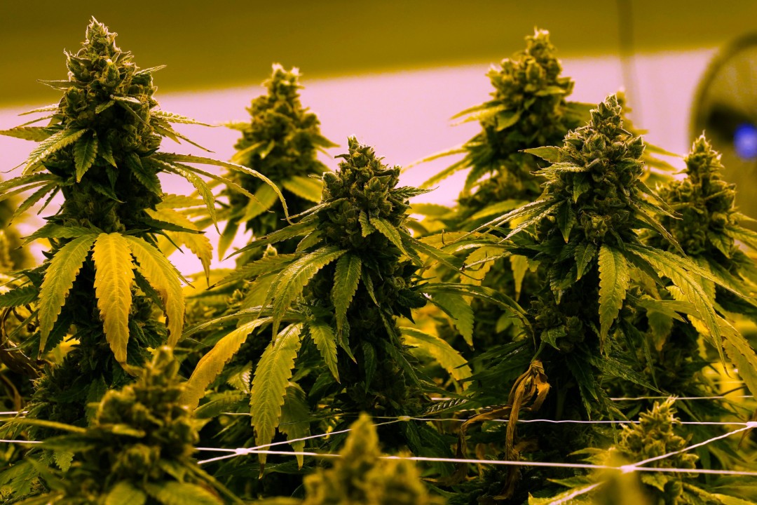Rastafarians' Cannabis Fight: Kenya's High Court Denies Religious Exemption (2026)