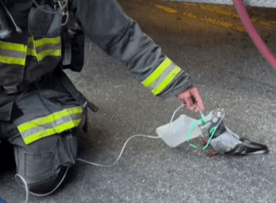 Heartwarming Rescue: Firefighters Save Pigeon from Smoke Inhalation (2026)