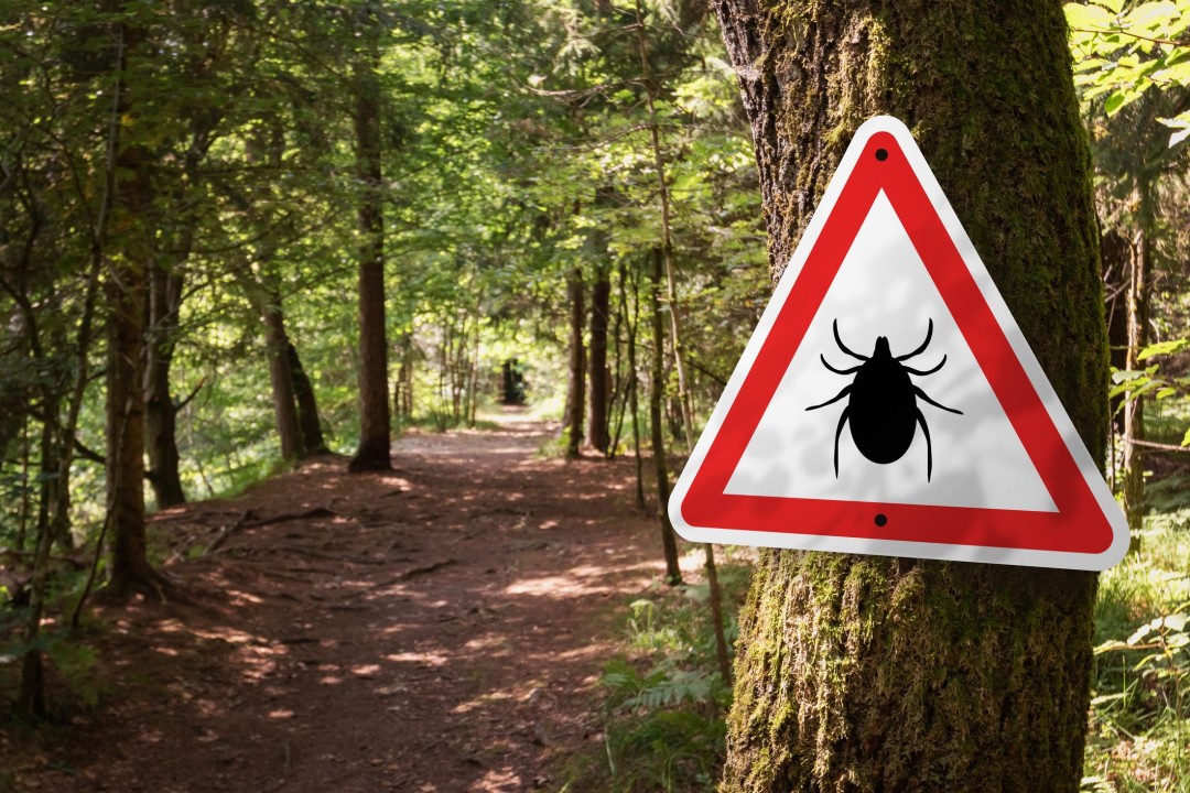 America's Growing Tick Crisis: Experts Call for Action (2026)