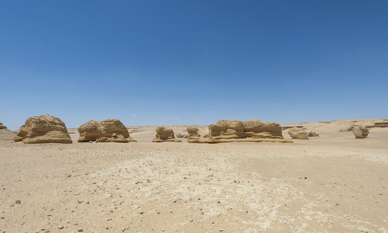 Uncovering a Prehistoric Shark Graveyard in Egypt's Desert: A Glimpse into Ancient Marine Life (2026)