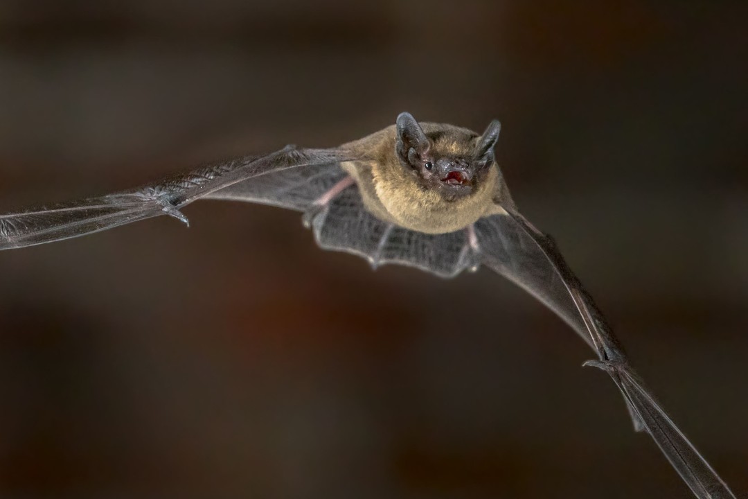 Doctor's Terrifying Bat Encounter: Rabies Risk Warning After Waking Up | Wildlife Safety Alert (2026)