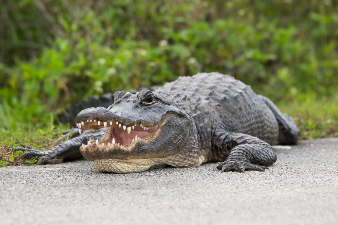 Tragic Alligator Crash Kills Florida Woman | Hit-and-Run Investigation (2026)