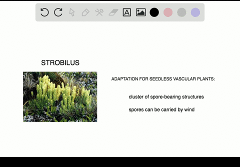 Living Fossils Plants Digital Atlas Of Ancient Life 