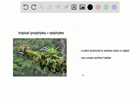 Lesson 2 Seedless Plants Lesson 3 Seed Plants Ppt Download They are the oldest extant group of vascular plants.