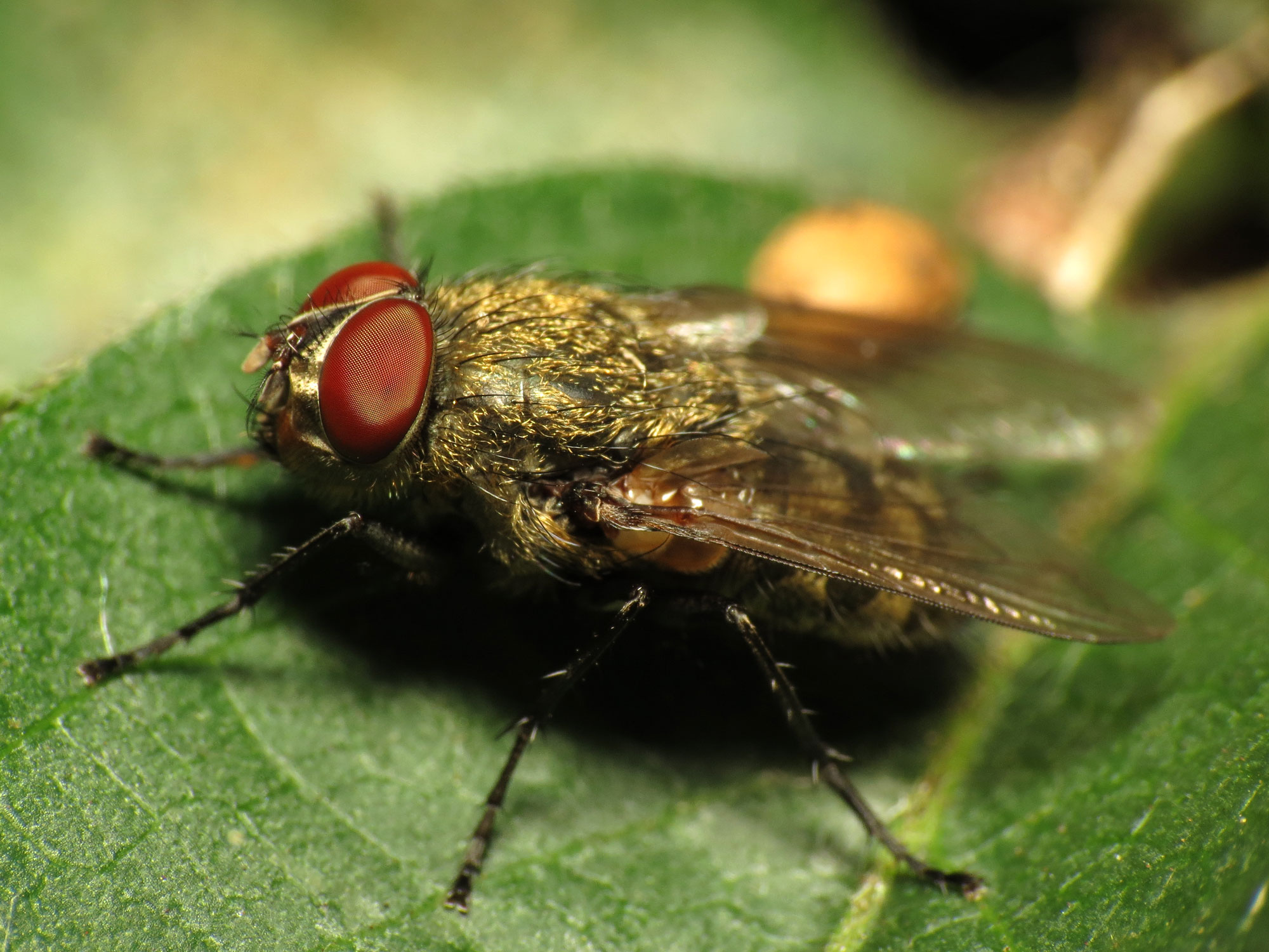 Cluster fly facts & control: how to get rid of cluster flies