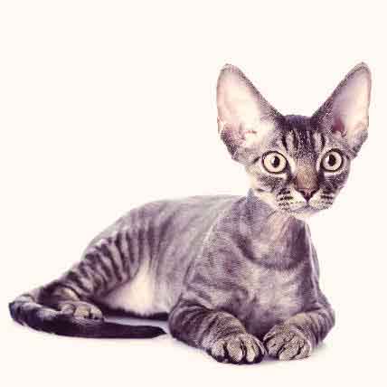 Browse any social network long enough and you'll run into inspiring and infuriating stories about tipping. Useful Anti-Matting Cat Hair Cuts | PetCareRx