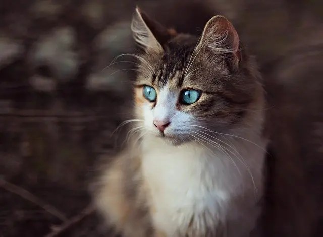 It’s tempting to believe you know everything about your furry, feline friend(s). 460 Best Anime Inspired Cat Names For Your Cute Cats