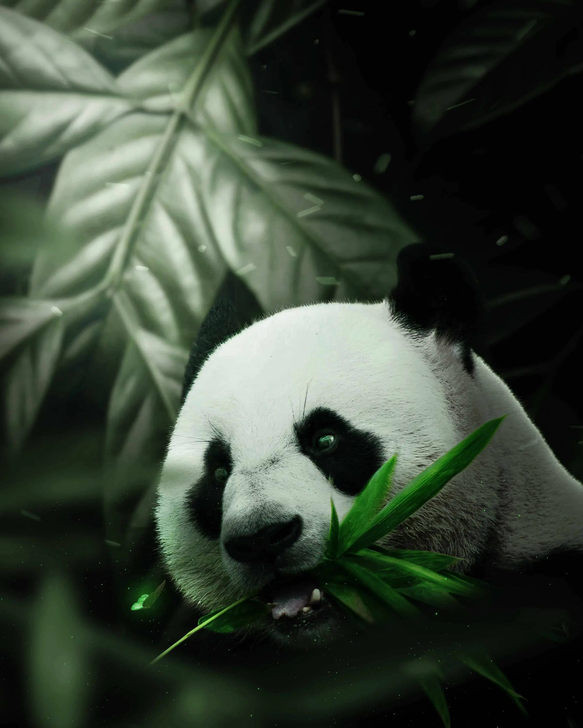 Graphic Panda Photoshop Lightroom - Retina Colorful Images for Desktop