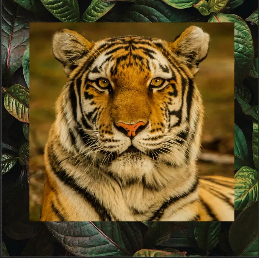 Tiger Edit Photoshop Lightroom - Creative 8K Nature Designs | Free Download