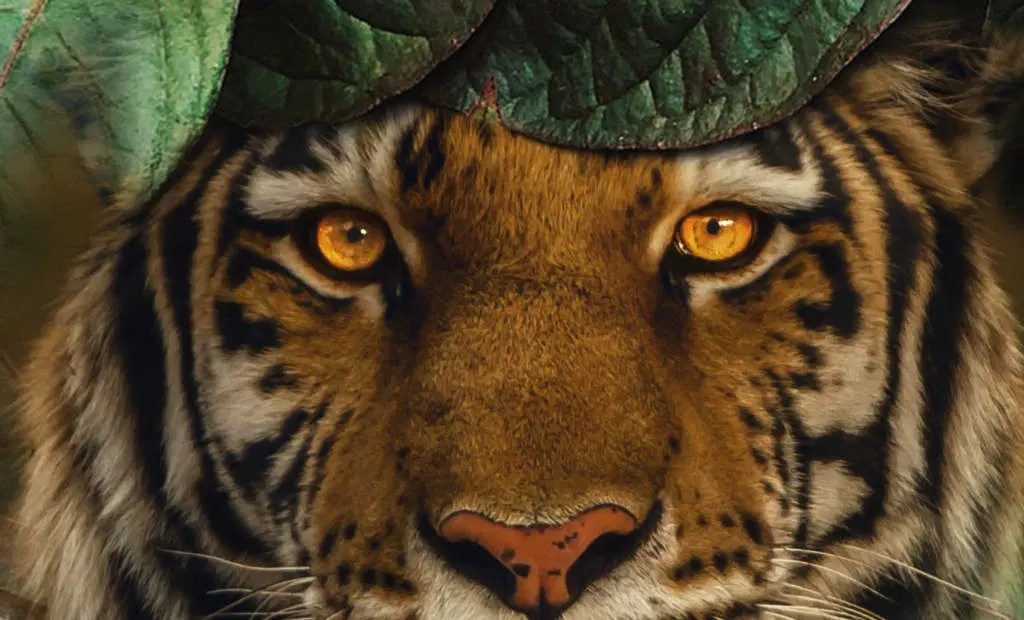 Tiger Edit Photoshop Lightroom - Desktop Ocean Pictures for Desktop