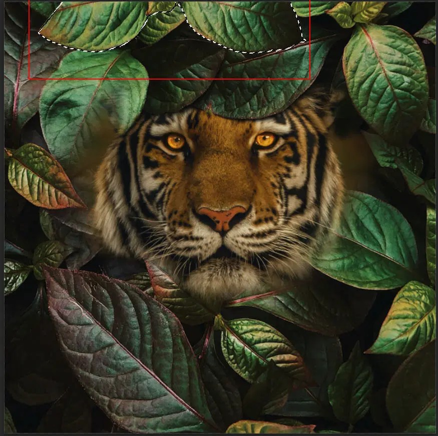 Tiger Edit Photoshop Lightroom - Download High Quality City Image | Mobile