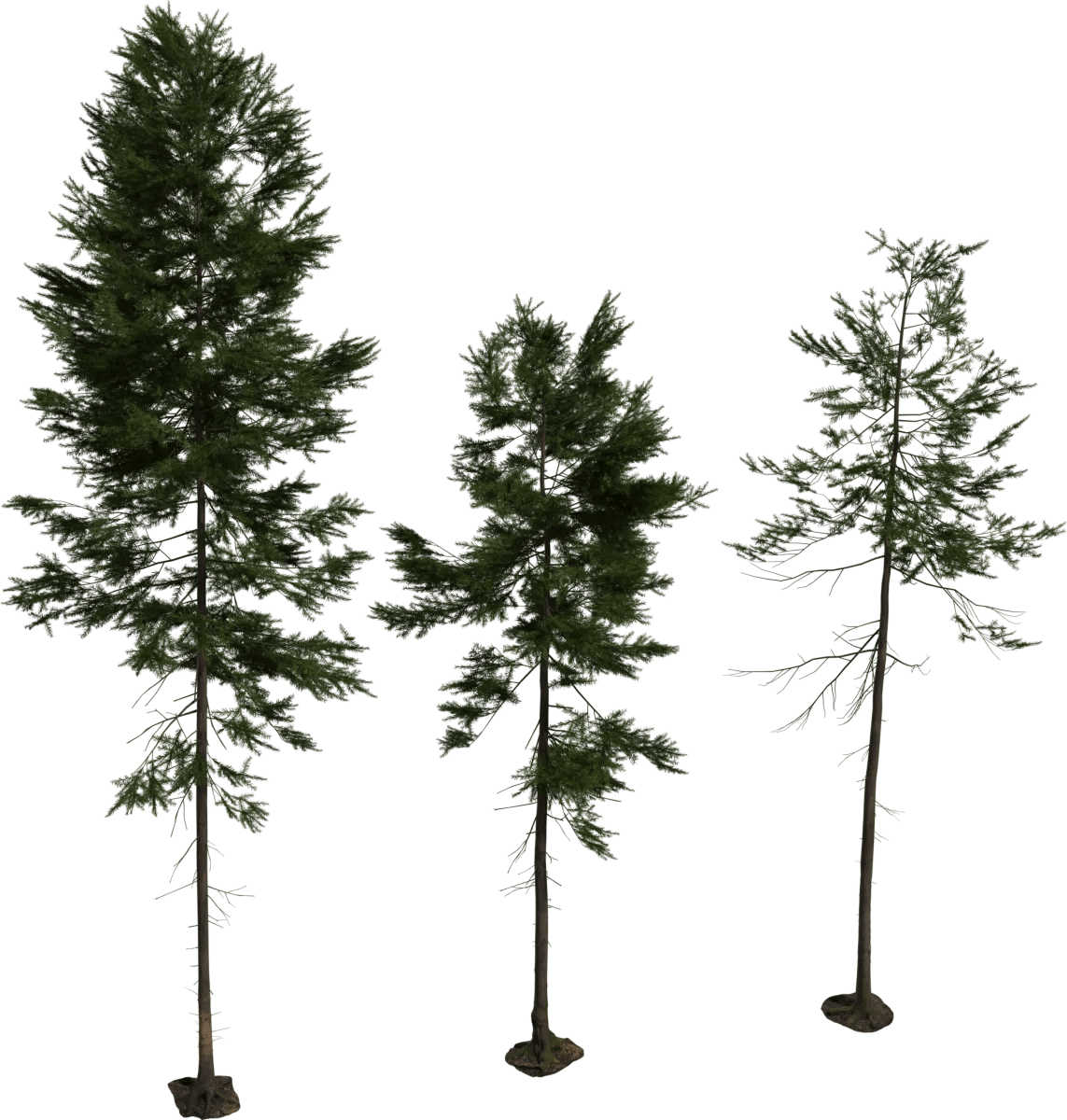 Models Nature Gt Trees Poly Haven - Premium Colorful Background Gallery - Retina