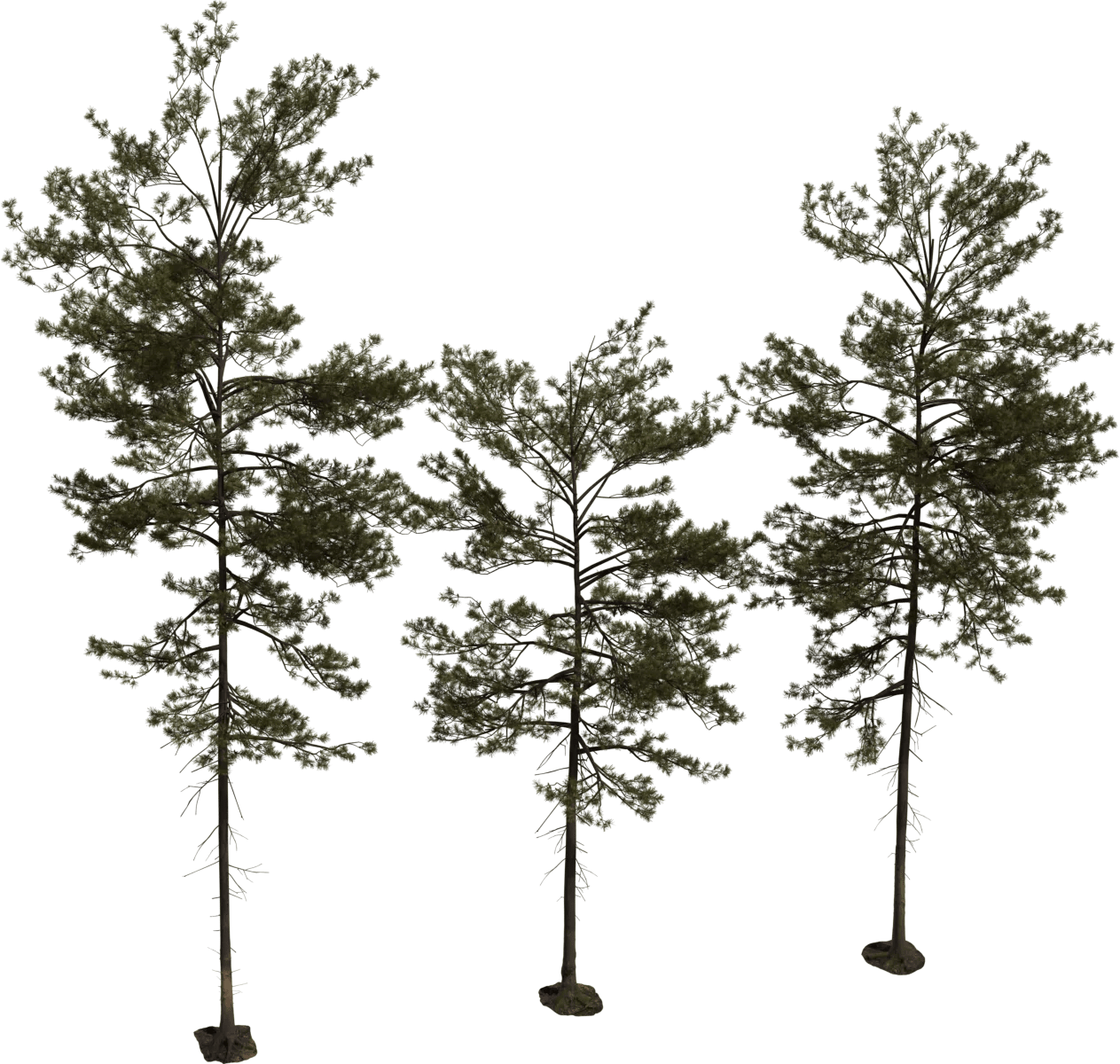 Models Nature Gt Trees Poly Haven - Download Artistic Geometric Image | Mobile