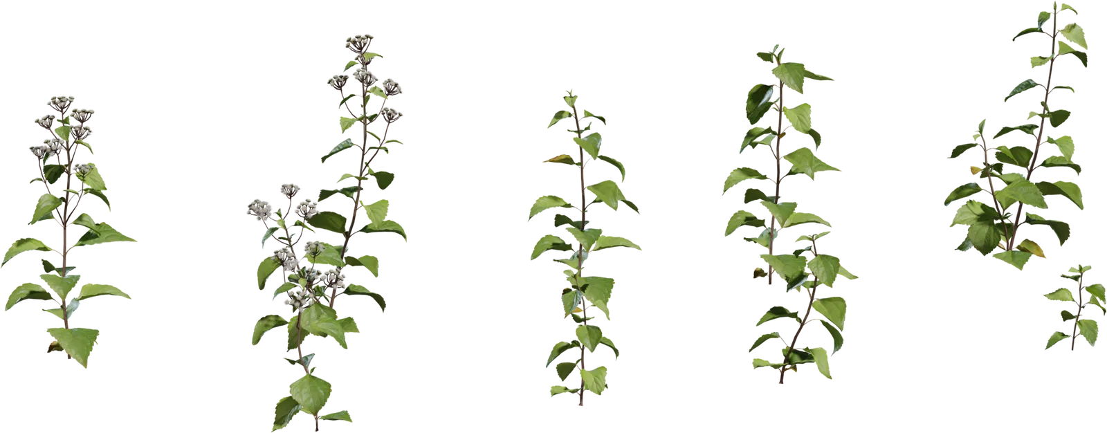 Models Flowers Poly Haven - Premium City Picture Gallery - Full HD