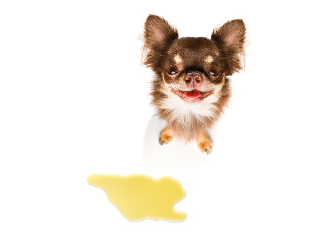 飼い主に原因がある?成犬がうれしょんをしてしまう理由|犬を育てる|ぷにぷにpaw(ポー)