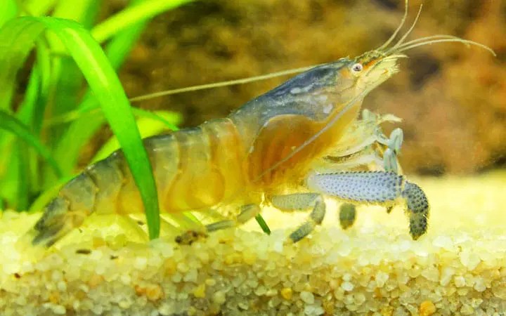 Vampire Shrimp Care The Complete Guide - Dark Design Collection - Desktop Quality