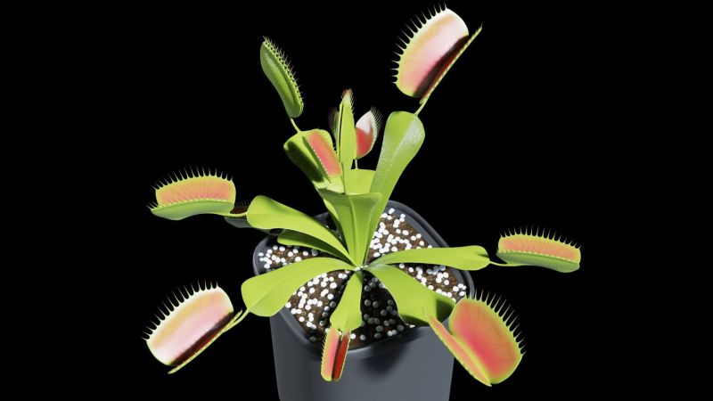 Venus Flytrap 3d Model By Blenduffo - Ultra HD 8K Sunset Photos | Free Download
