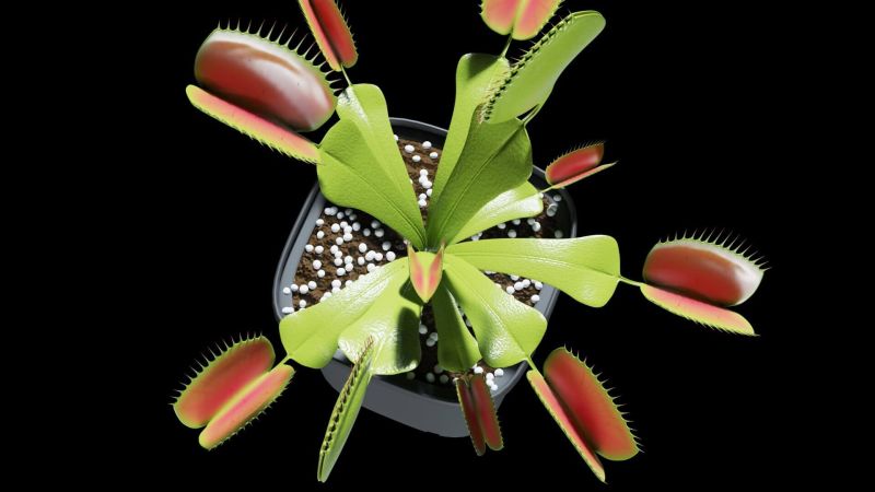 Venus Flytrap 3d Model By Blenduffo - Premium Dark Photo Gallery - 4K