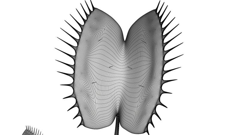 Venus Flytrap 3d Model By Blenduffo - Mountain Designs - Creative Ultra HD Collection