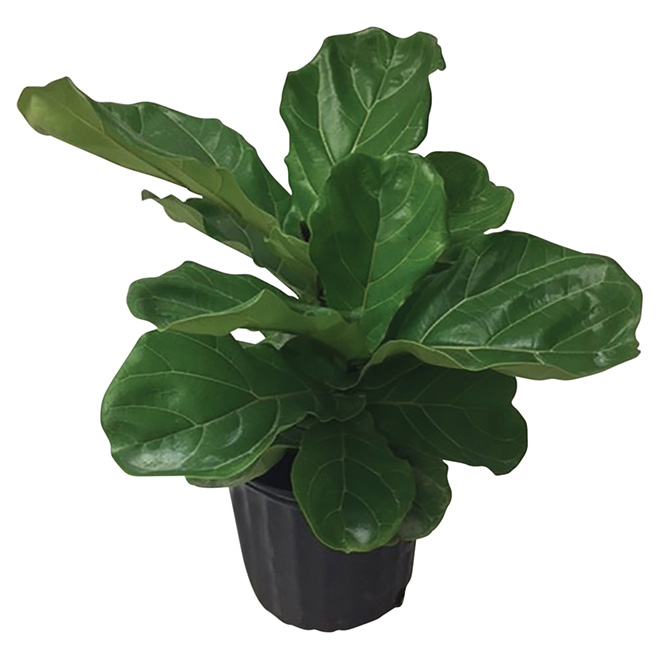 5 Faux Fiddle Leaf Fig Trees That Will Save You A Fortune Posh Pennies