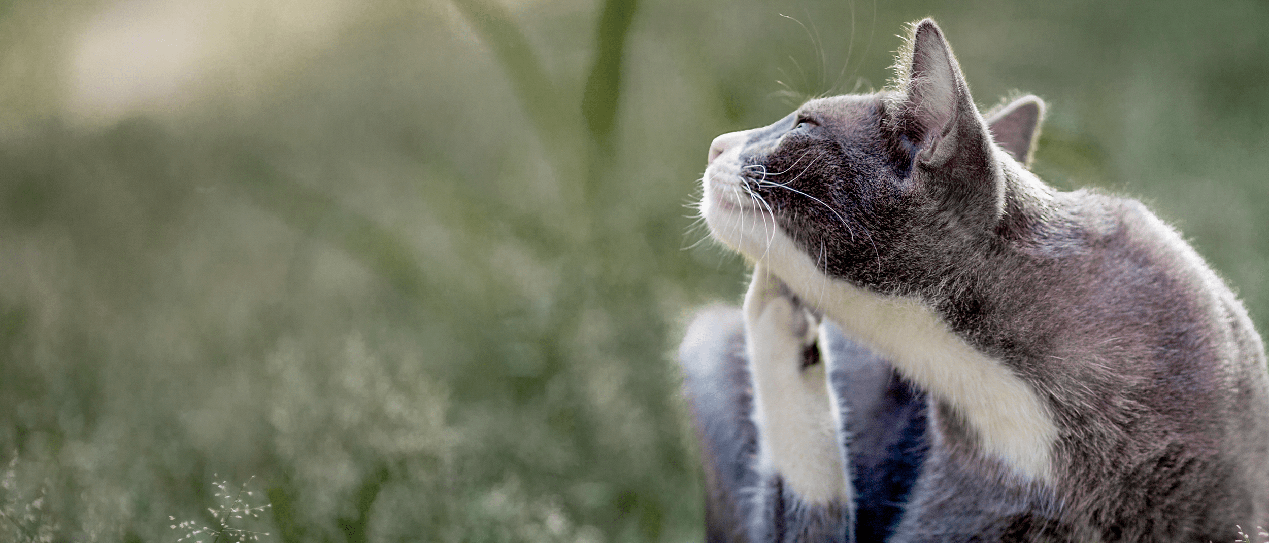 Kedi Aknesi Nedir Belirtileri Tedavisi Rante Veteriner Klinigi