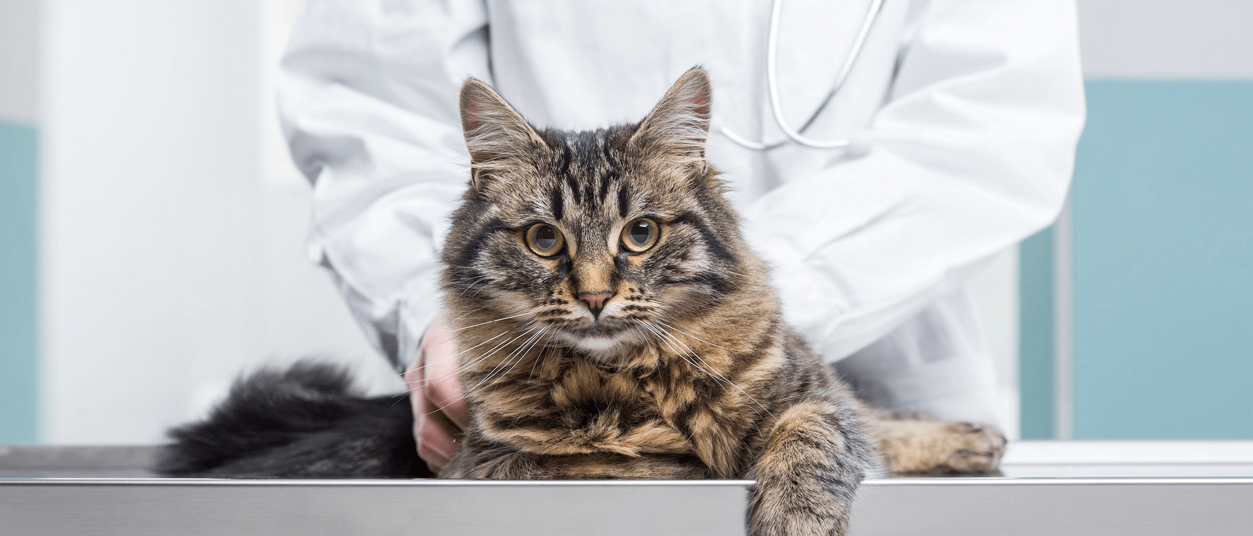 6 how much should a cat eat? What Is A Healthy Cat Weight Royal Canin Royal Canin